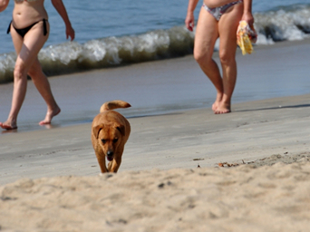 Cachorro Cão Câes na praia são proibidos